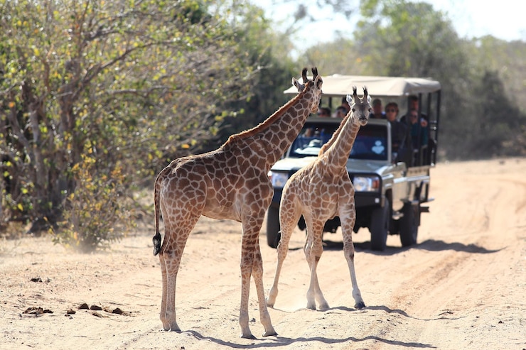 Tours & Transfers